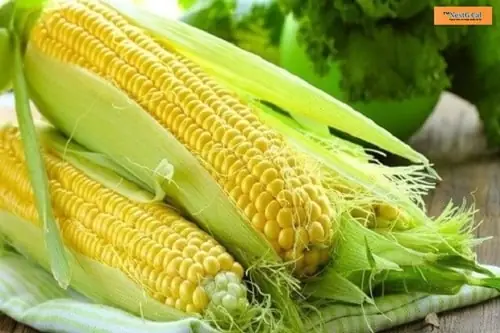 Bà Bầu Ăn Ngô Luộc Có Tốt Không? Lợi Ích Và Lưu Ý Cần Biết