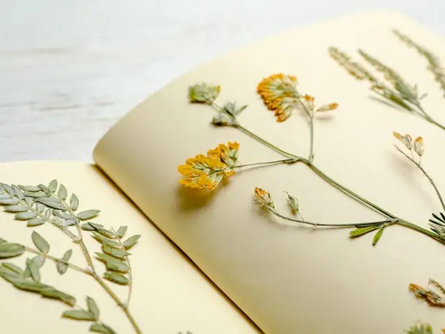 Hướng Dẫn Chi Tiết Cách Ép Hoa Khô Bằng Sách Đơn Giản, Giữ Màu Đẹp