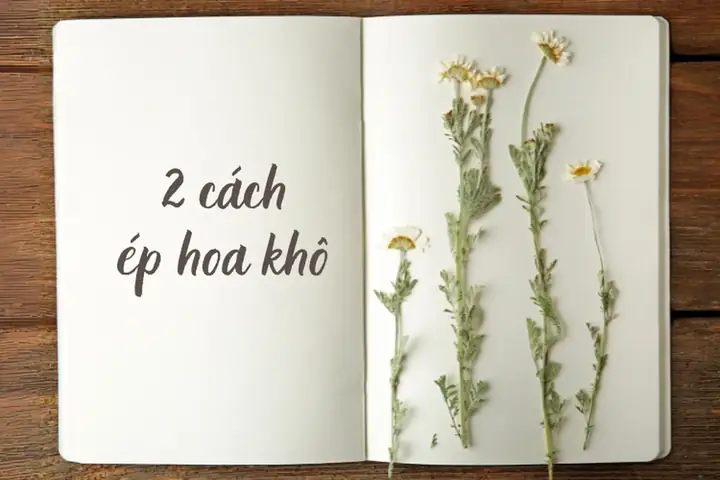 Hướng Dẫn Chi Tiết Cách Ép Hoa Khô Bằng Sách Đơn Giản, Giữ Màu Đẹp