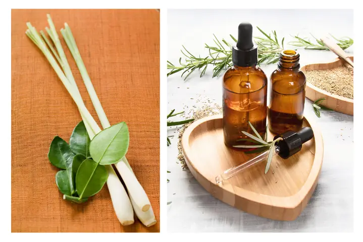 Cách Làm Tinh Dầu Sả Dưỡng Tóc Tại Nhà: Hướng Dẫn Chi Tiết Cách Làm Tinh Dầu Sả Dưỡng Tóc Tại Nhà: Hướng Dẫn Chi Tiết
