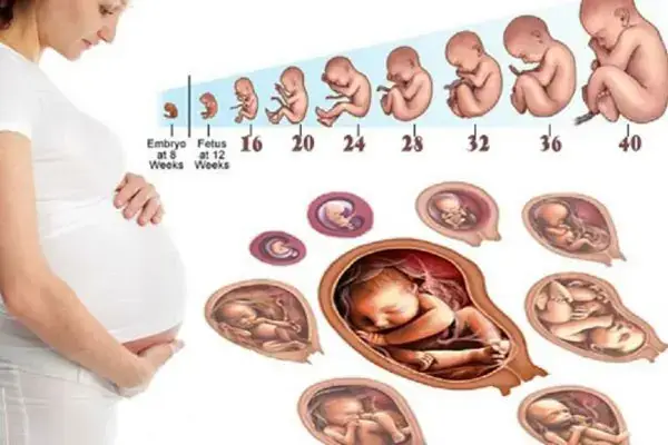 Hình Ảnh Thai Nhi Theo Tuần: Hành Trình Phát Triển Kỳ Diệu Từ Phôi Thai Đến Em Bé