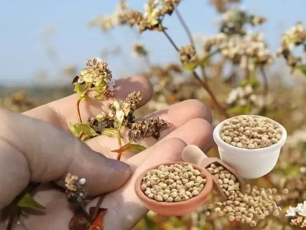 Kiều Mạch Có Tác Dụng Gì Đối Với Sức Khỏe? Lợi Ích & Cách Sử Dụng