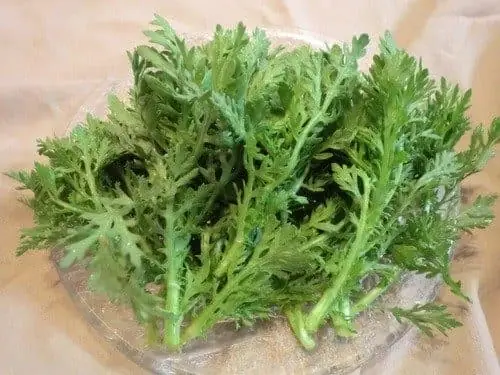 Bà Bầu Ăn Rau Tần Ô Được Không? Lợi Ích, Cách Dùng An Toàn Và Những Lưu Ý Bà Bầu Ăn Rau Tần Ô Được Không? Lợi Ích, Cách Dùng An Toàn Và Những Lưu Ý