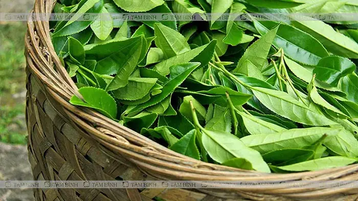 Mẹo Chữa Mề Đay Cho Bà Bầu An Toàn, Hiệu Quả Tại Nhà Mẹo Chữa Mề Đay Cho Bà Bầu An Toàn, Hiệu Quả Tại Nhà