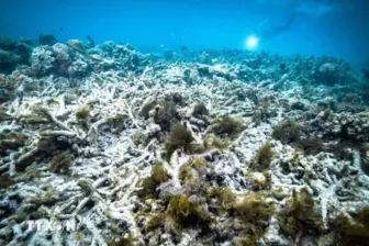 Ai Là Người Đặt Tên Cho Trái Đất Và Nguồn Gốc Thực Sự Của Từ “earth” Từ Đâu?
