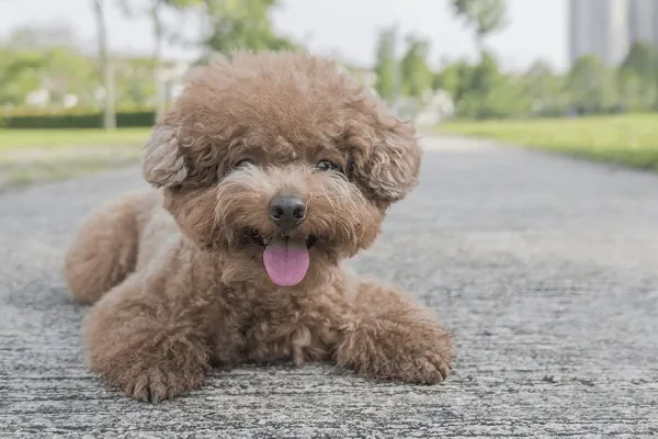 Cách Đặt Tên Cho Chó Poodle Hay, Độc Đáo Và Ý Nghĩa Nhất Năm 2026 Cách Đặt Tên Cho Chó Poodle Hay, Độc Đáo Và Ý Nghĩa Nhất Năm 2026