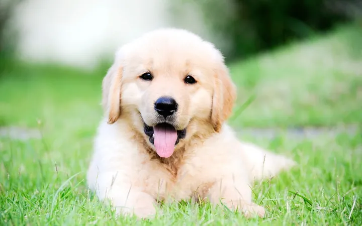 Gợi Ý 100+ Tên Hay, Ý Nghĩa Cho Chó Màu Vàng Dễ Thương Nhất Gợi Ý 100+ Tên Hay, Ý Nghĩa Cho Chó Màu Vàng Dễ Thương Nhất