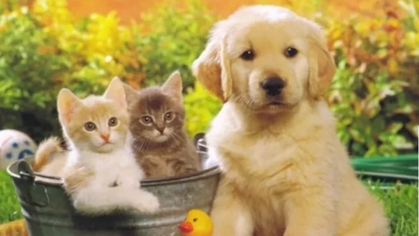 Chó Màu Vàng Nên Đặt Tên Gì? Gợi Ý Danh Sách Tên Hay, Ý Nghĩa Và Dễ Thương Nhất Cho Cún Cưng