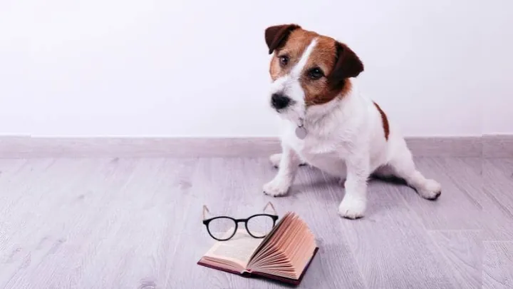 Gợi Ý Cách Đặt Tên Cho Chó Bằng Tiếng Anh Hay, Ý Nghĩa Và Không Đụng Hàng Gợi Ý Cách Đặt Tên Cho Chó Bằng Tiếng Anh Hay, Ý Nghĩa Và Không Đụng Hàng