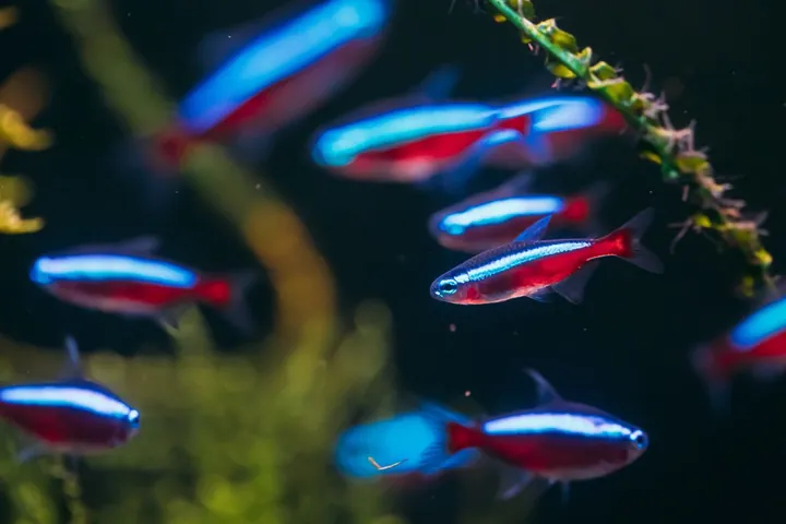 Chú Cá Neon Nhỏ Bơi Lội Linh Hoạt Trong Bể Thủy Sinh