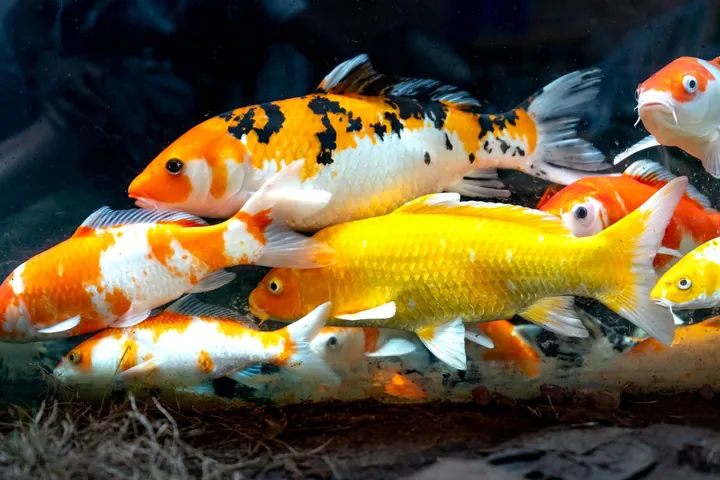 Những Cái Tên Mang Ý Nghĩa Phong Thủy Và Tài Lộc Cho Bể Cá Cảnh