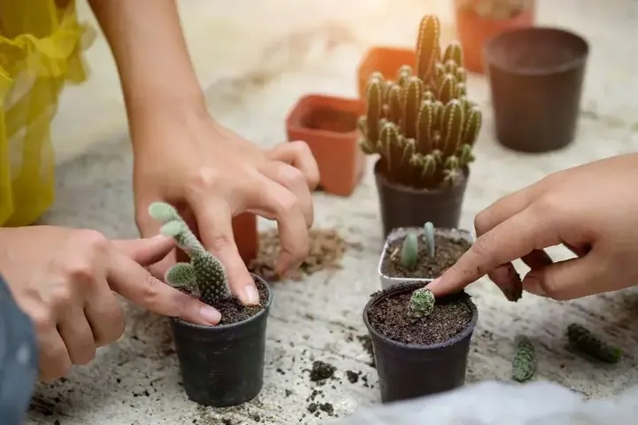 Phương Pháp Nhân Giống Xương Rồng Đơn Giản Tại Nhà Phương Pháp Nhân Giống Xương Rồng Đơn Giản Tại Nhà