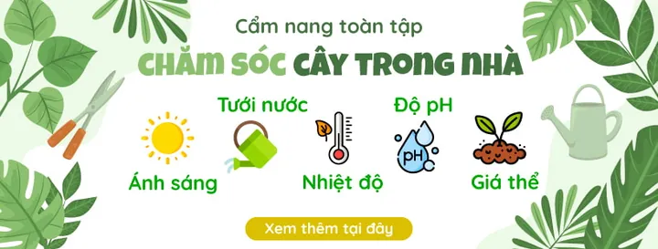 Những Lưu Ý Quan Trọng Để Chăm Sóc Cây Xương Rồng Luôn Khỏe Mạnh Sau Khi Đặt Tên Những Lưu Ý Quan Trọng Để Chăm Sóc Cây Xương Rồng Luôn Khỏe Mạnh Sau Khi Đặt Tên