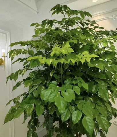 Chậu Cây Cảnh Phong Thủy Mang Lại Tài Lộc Và May Mắn