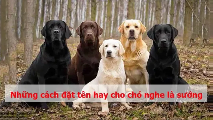 Có Nên Dùng Biển Tên (dogtag) Khắc Tên Bá Đạo Cho Vòng Cổ Của Cún Không?