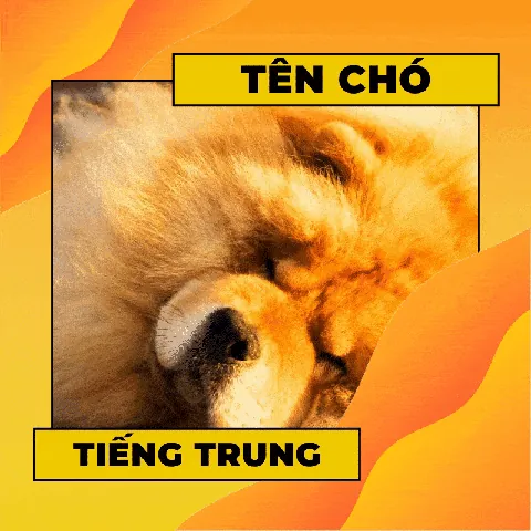 Chú Chó Nhỏ Đáng Yêu Với Cái Tên Tiếng Trung Độc Đáo