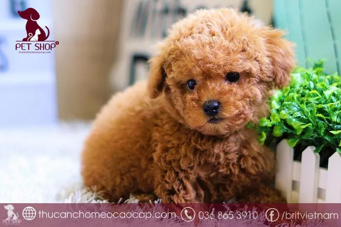 Gợi Ý Cách Đặt Tên Cho Chó Hay, Độc Lạ Và Mang Nhiều Ý Nghĩa May Mắn Gợi Ý Cách Đặt Tên Cho Chó Hay, Độc Lạ Và Mang Nhiều Ý Nghĩa May Mắn