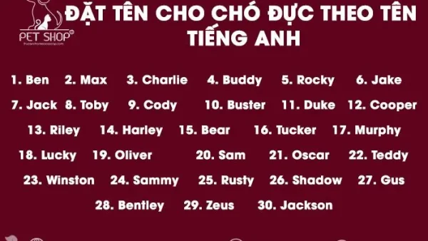 Gợi Ý Cách Đặt Tên Cho Chó Hay, Độc Lạ Và Mang Nhiều Ý Nghĩa May Mắn