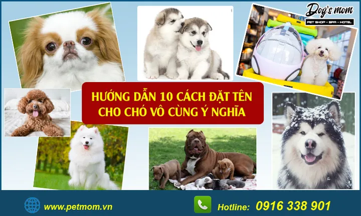 Gợi Ý Cách Đặt Tên Cho Chó Hay, Độc Lạ Và Mang Nhiều Ý Nghĩa May Mắn Gợi Ý Cách Đặt Tên Cho Chó Hay, Độc Lạ Và Mang Nhiều Ý Nghĩa May Mắn