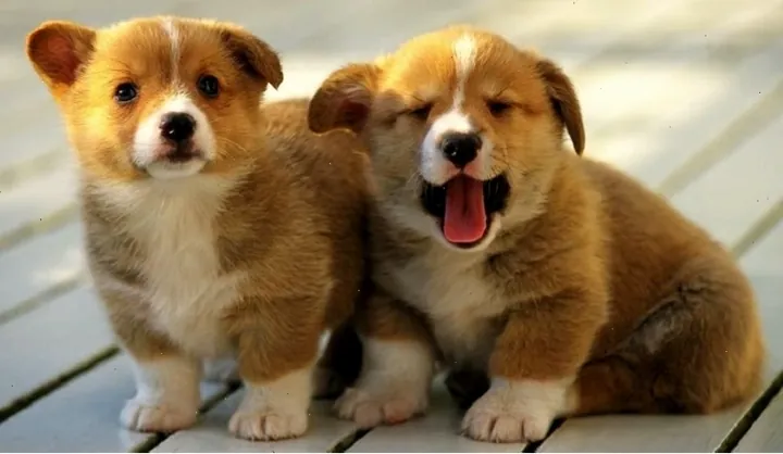 Gợi Ý Cách Đặt Tên Cho Chó Becgie Đực Hay, Ngầu Và Ý Nghĩa Nhất Hiện Nay Gợi Ý Cách Đặt Tên Cho Chó Becgie Đực Hay, Ngầu Và Ý Nghĩa Nhất Hiện Nay