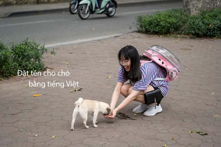 Chú Chó Cái Nhỏ Nhắn Đáng Yêu Với Biểu Cảm Lém Lỉnh Chú Chó Cái Nhỏ Nhắn Đáng Yêu Với Biểu Cảm Lém Lỉnh