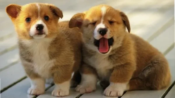 Gợi Ý Cách Đặt Tên Cho Chó Cái Màu Đen Hay, Độc Lạ Và Ý Nghĩa Nhất