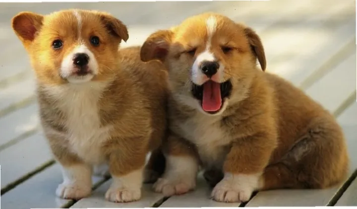 Tên Lấy Cảm Hứng Từ Các Loại Thực Phẩm, Đồ Ăn Màu Đen Tên Lấy Cảm Hứng Từ Các Loại Thực Phẩm, Đồ Ăn Màu Đen