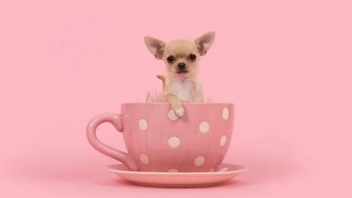 Những Cái Tên Tiếng Anh Hay Và Sang Chảnh Cho Corgi Đực Và Cái Những Cái Tên Tiếng Anh Hay Và Sang Chảnh Cho Corgi Đực Và Cái