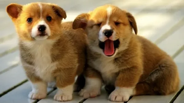 Bí Quyết Đặt Tên Cho Chó Đốm Hay, Độc Đáo Và Ý Nghĩa Nhất Cho Thú Cưng
