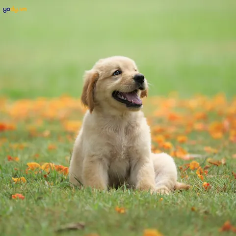Những Điều Cấm Kỵ Cần Tránh Khi Đặt Tên Cho Vật Nuôi