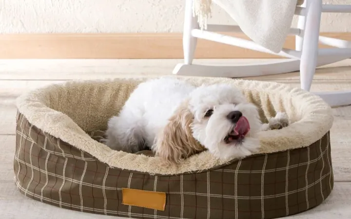 Gợi Ý 500+ Cách Đặt Tên Cho Chó Đực Hay, Độc Lạ Và Ý Nghĩa Nhất Gợi Ý 500+ Cách Đặt Tên Cho Chó Đực Hay, Độc Lạ Và Ý Nghĩa Nhất
