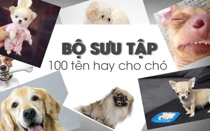 Tổng Hợp Các Cách Đặt Tên Cho Chó Màu Đen Hay, Ý Nghĩa Và Độc Lạ Nhất Tổng Hợp Các Cách Đặt Tên Cho Chó Màu Đen Hay, Ý Nghĩa Và Độc Lạ Nhất