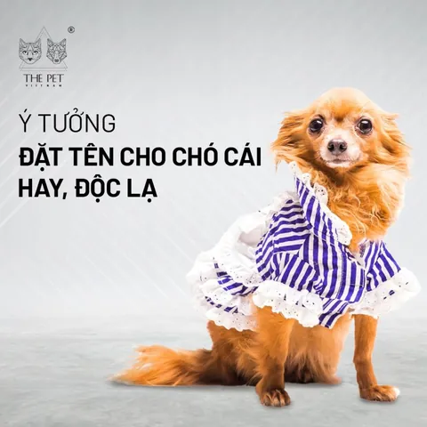 Gợi Ý Cách Đặt Tên Cho Chó Màu Vàng Hay, Ý Nghĩa Và Dễ Thương Nhất