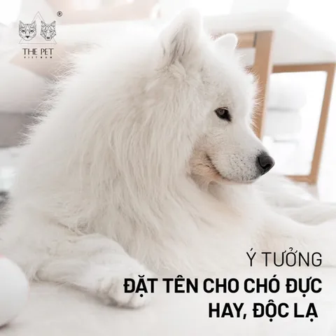 Những Tiêu Chí Quan Trọng Khi Đặt Tên Cho Chó Phú Quốc Là Gì? Những Tiêu Chí Quan Trọng Khi Đặt Tên Cho Chó Phú Quốc Là Gì?