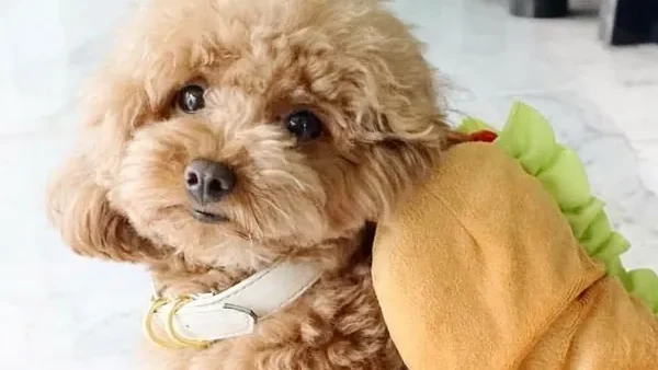 Gợi Ý Cách Đặt Tên Cho Chó Poodle Hay, Độc Lạ Và Ý Nghĩa Nhất