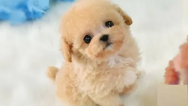 Gợi Ý Đặt Tên Cho Chó Poodle Cái Hay, Đáng Yêu Và Ý Nghĩa Nhất