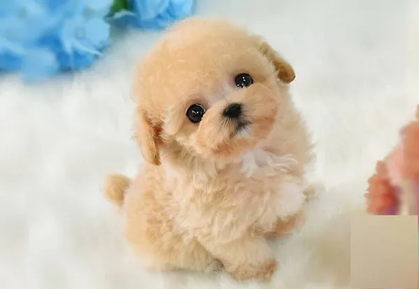 Gợi Ý Đặt Tên Cho Chó Poodle Cái Hay, Đáng Yêu Và Ý Nghĩa Nhất