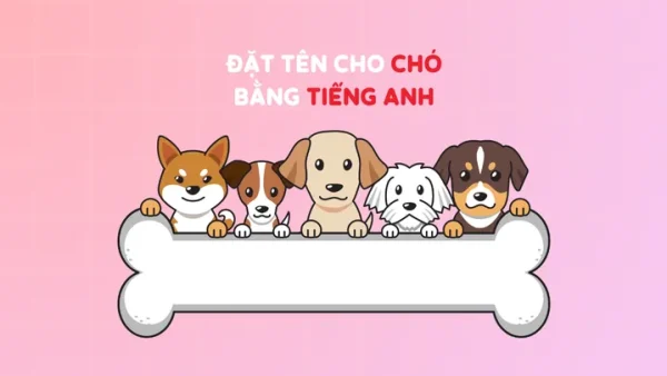 Top Tên Cho Chó Poodle Cái Bằng Tiếng Anh Đẹp, Độc Lạ Và Ý Nghĩa Nhất