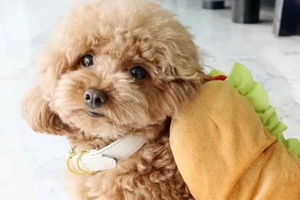 Minh Họa Chú Chó Poodle Cái Đáng Yêu Được Đặt Tên Gọi Riêng Biệt