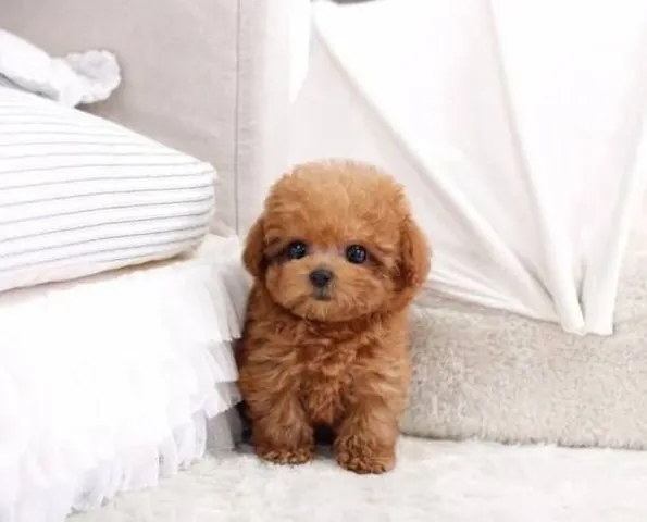 Các Phong Cách Đặt Tên Phổ Biến Cho Chó Poodle Đực Các Phong Cách Đặt Tên Phổ Biến Cho Chó Poodle Đực