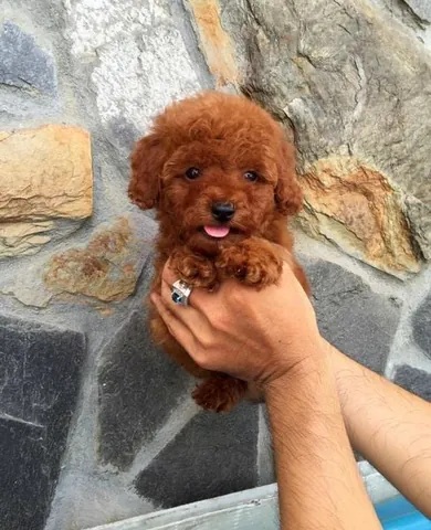 Cách Huấn Luyện Chó Poodle Đực Phản Ứng Và Quay Đầu Khi Nghe Gọi Tên Cách Huấn Luyện Chó Poodle Đực Phản Ứng Và Quay Đầu Khi Nghe Gọi Tên