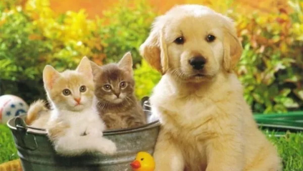 Gợi Ý Cách Đặt Tên Cho Chuột Hamster Siêu Dễ Thương Và Ý Nghĩa Nhất
