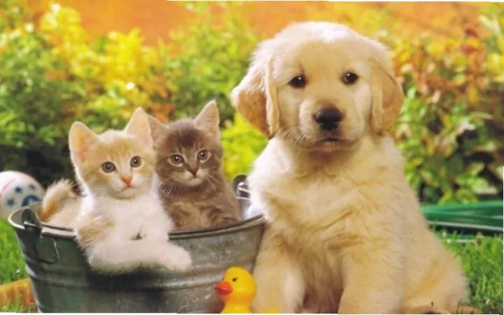 Gợi Ý Danh Sách Các Cách Đặt Tên Cho Chó Hay, Độc Đáo Và Ý Nghĩa Nhất