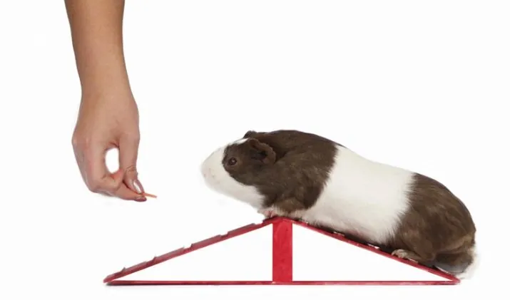 Chú Lợn Guinea Ngộ Nghĩnh Đang Chăm Chú Nhìn Về Phía Trước Chú Lợn Guinea Ngộ Nghĩnh Đang Chăm Chú Nhìn Về Phía Trước