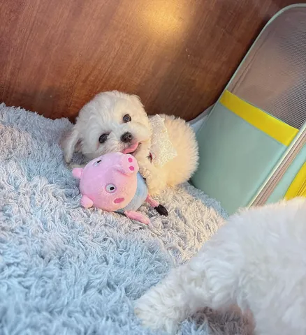 Gợi Ý Đặt Tên Cho Cún Cưng Hay, Độc Đáo Và Ý Nghĩa Nhất Gợi Ý Đặt Tên Cho Cún Cưng Hay, Độc Đáo Và Ý Nghĩa Nhất