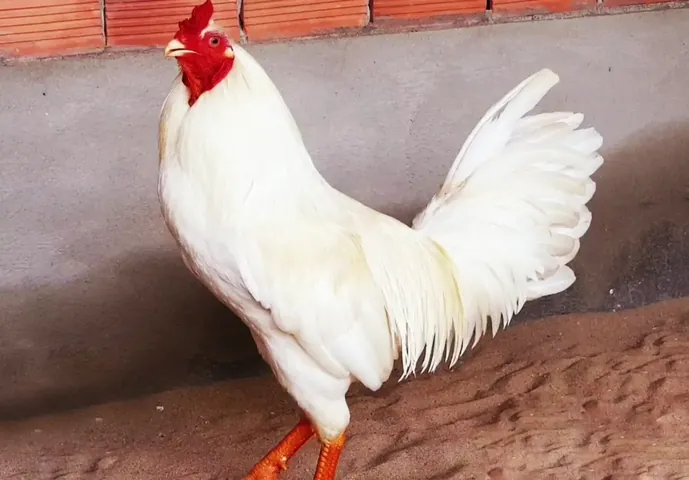 Những Cái Tên Cổ Điển Và Mang Ý Nghĩa Phong Thủy, May Mắn