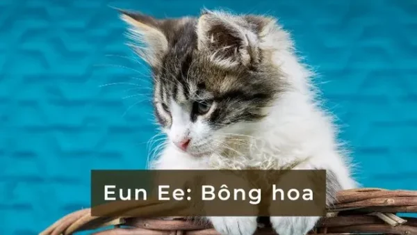 Top Cách Đặt Tên Cho Mèo Bằng Tiếng Hàn Dễ Thương, Hay Và Ý Nghĩa Nhất 2026