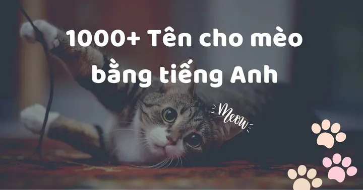 Vì Sao Nên Chọn Tên Tiếng Việt Khi Đặt Tên Cho Mèo Cưng?