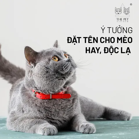 Có Nên Đổi Tên Khác Cho Mèo Nếu Chúng Không Phản Ứng Sau Nhiều Ngày Không?