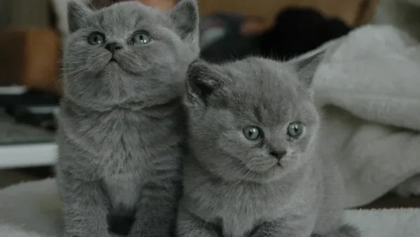 Gợi Ý Danh Sách Tên Cho Mèo Cái Bằng Tiếng Anh Hay, Cute Và Ý Nghĩa Nhất